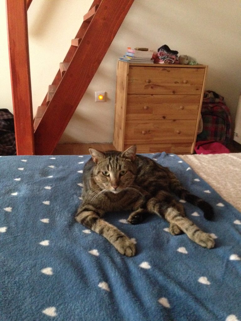 Elvis, Hamori cat moves to Budapest