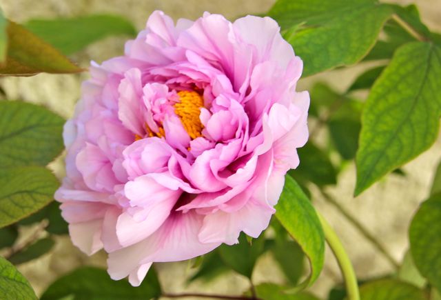 Love gardening