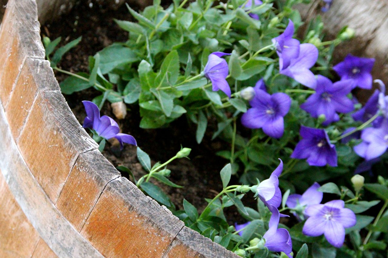 My French Garden Love