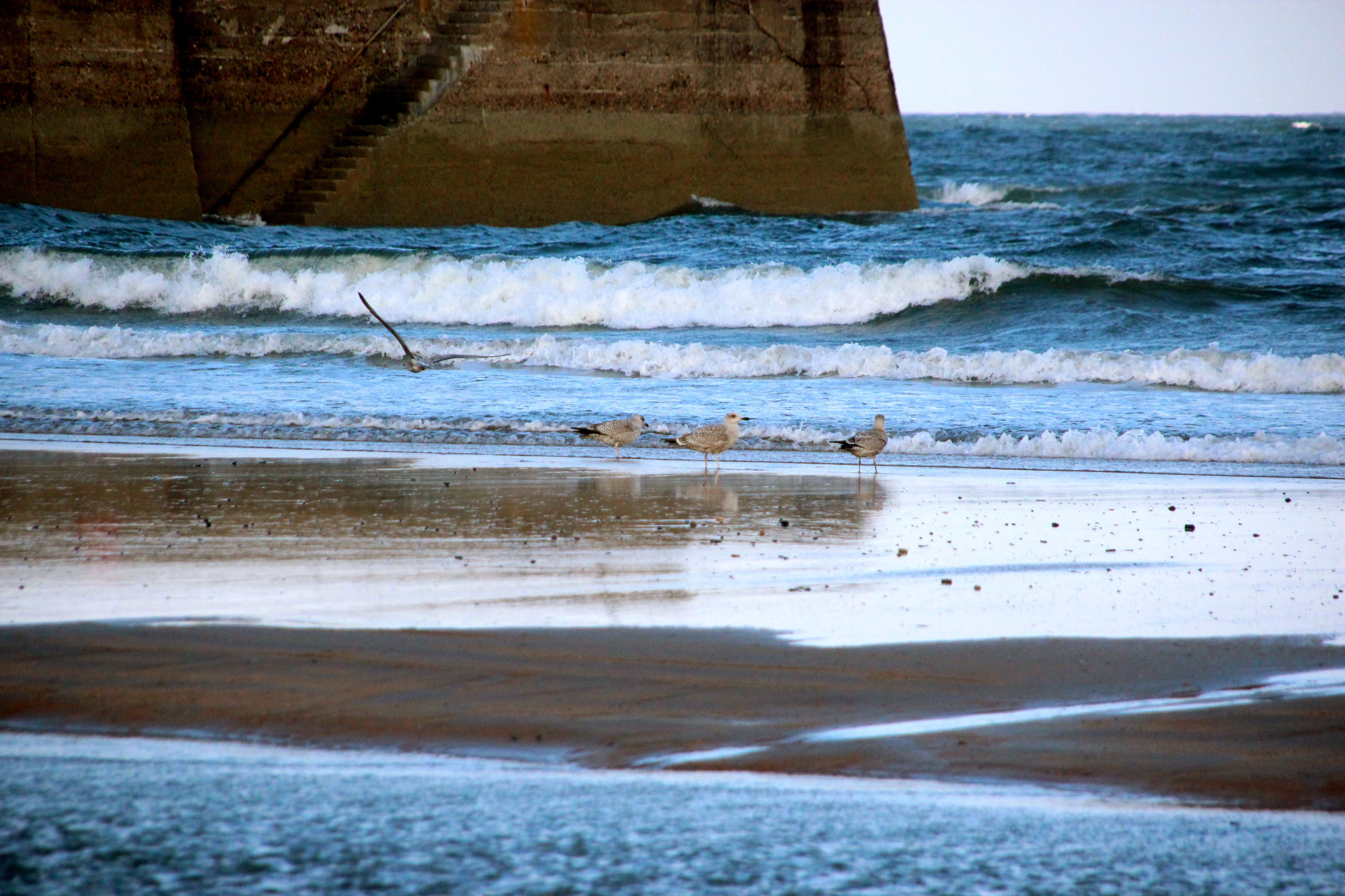 Saint Andrews & My Seven-Year-Old on Irn Bru