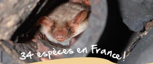 bats in france