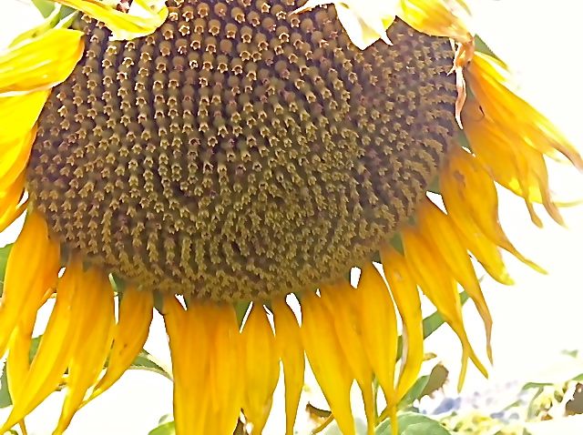 sunflowers in summer