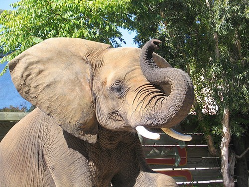 six flags elephant