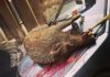 wild boar of Capestang