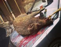 wild boar of Capestang