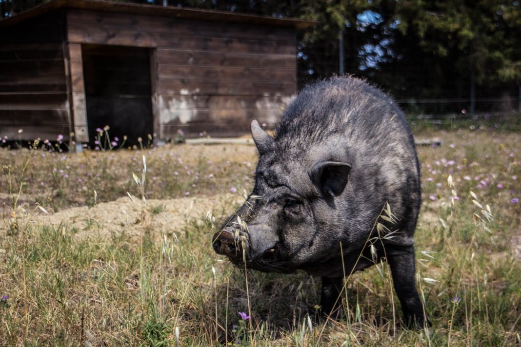 Potbelly pig Le Viala