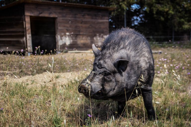 Potbelly pig Le Viala