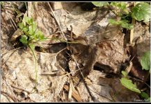 Once bitten, twice shy; spiders in Hungary!