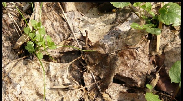 Once bitten, twice shy; spiders in Hungary!