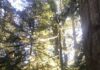 Choosing Vancouver Island life; living in a rainforest